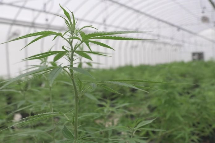 Who Benefits from Cannabis Prohibition