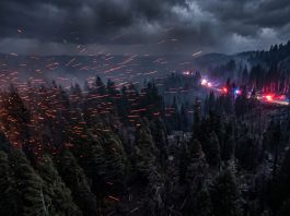 A conceptual view of a northern California forest with emergency lights and flying fire embers.