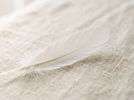 A single white feather on a soft linen surface symbolizing peace and memory.