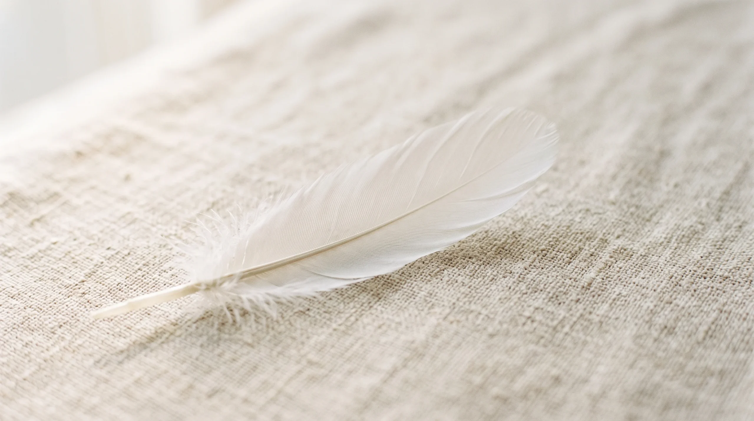 memorial-conceptual-feather A single white feather on a soft linen surface symbolizing peace and memory.